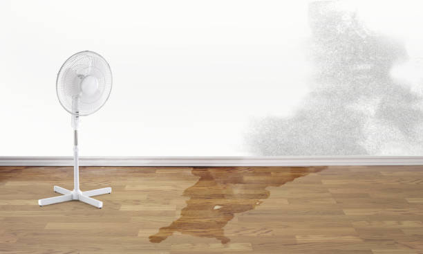 Best Water damage contractors near me  in Westport, NC