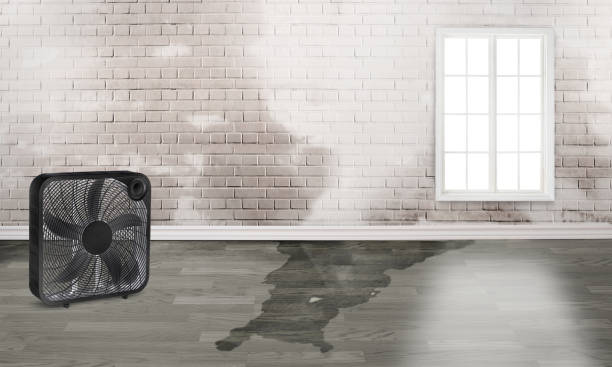 Best Mold removal after water damage  in Westport, NC